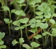 �o�����e�B���u�����̃I�[�K�j�b�N�엿