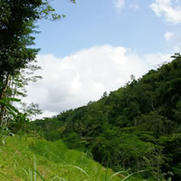 �o�����e�B���u�����̕��i