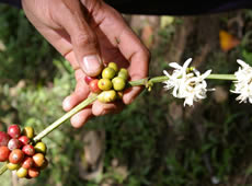 �e�B���u�����̃I�[�K�j�b�N�R�[�q�[