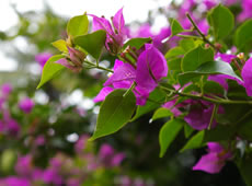 �e�B���u�����̋G�߂��Ƃ̐A��