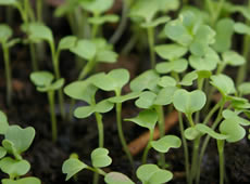 ���T�C�N���엿�ň���