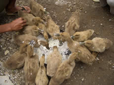 �A�q���̌Z�킽��