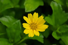 �e�B���u�����ɍ炭��