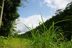 �e�B���u�����͎R�ƒJ�̑��ł�