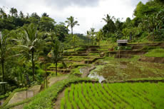 �i�X�����L����e�B���u����