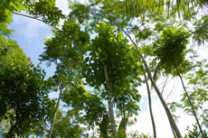 ����Ɨ΂̖؁X