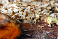 �o�����e�B���u�����̃I�[�K�j�b�N���I