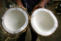 �e�B���u���΂���̌����R�R�i�b�c