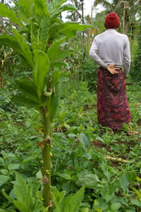 Bali Timbul village Eco tour Program